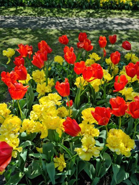 Lise, Netherland - Apr 29, 2024: Yellow color tulip flowers known as \