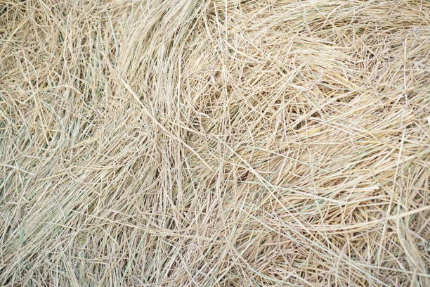 Photo of drying straw beckground. Usually farmers use dry hay to feed pets such as cows.