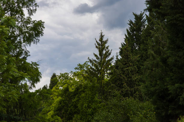 Coniferous tree with young shoots. On the background of the blue sky.