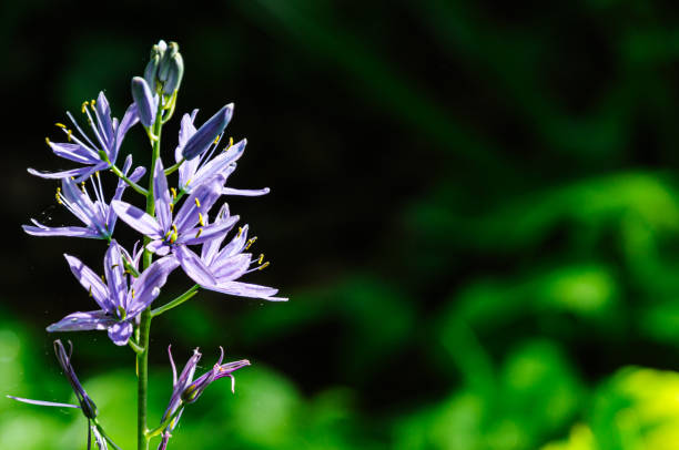 A blue camassia flower stalk grows in a Cape Cod garden in late May against a dark background.