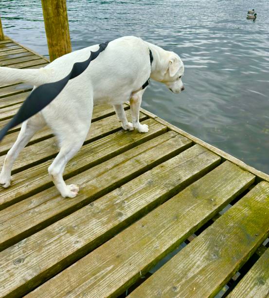 istock Labrador Retriever Puppy 2154750307