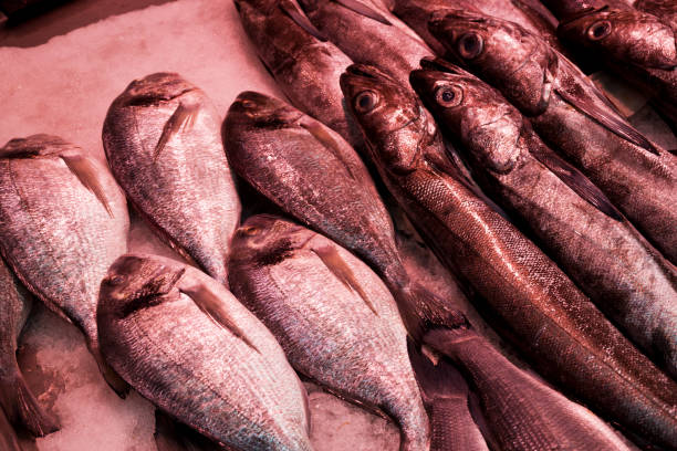 fish market with many different fresh fishes