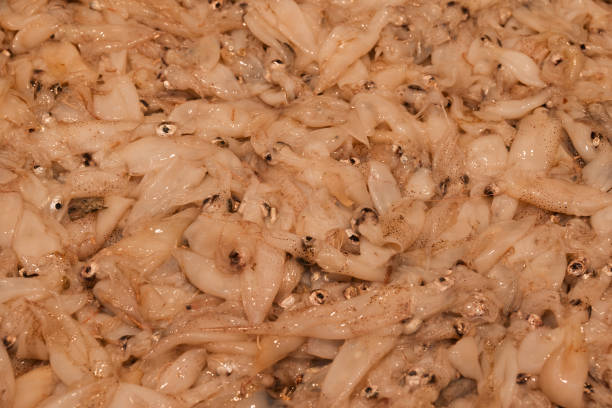 fish market with many different fresh fishes