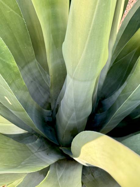 istock Interior of agave or aloe plant 2154752091