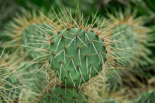 istock Cactus nopal flowers. Chumbera nopal cactus plant with flowers 2154752274