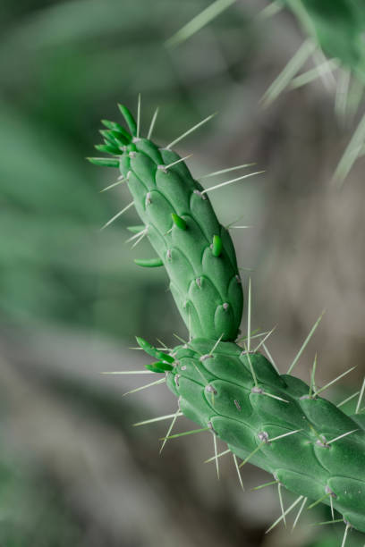 istock Cactus nopal flowers. Chumbera nopal cactus plant with flowers 2154752419