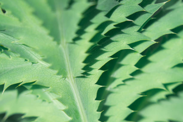 istock Spiny leaves of the plant. Sharp leaves background. 2154753108