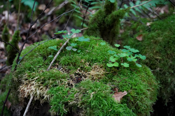 istock Close up of a mossy tree stump 2154753564
