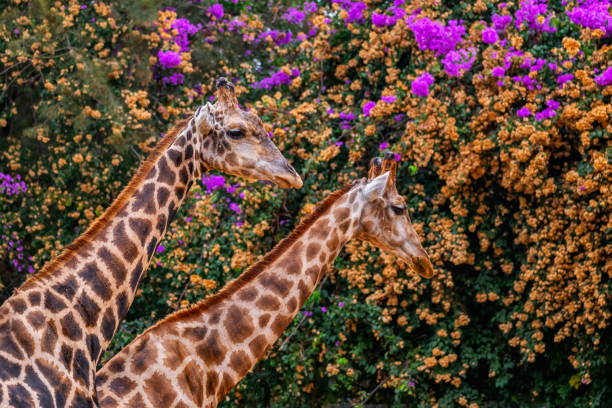 The Nubian Giraffes (Giraffa camelopardalis) against blooming trees, critically endangered animal in the family Giraffidae.