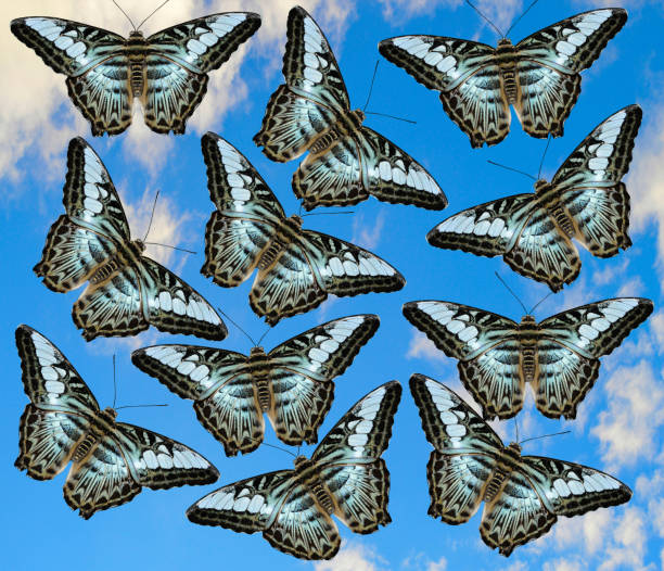 istock Malaysian blue clipper butterfly with sky 2154753820