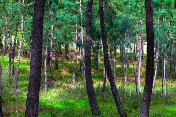 A serene forest scene dominated by tall and majestic pine trees, embodying the tranquility of the woodland.