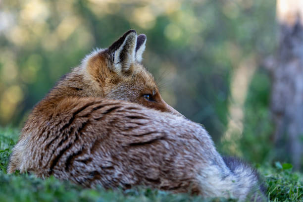 Red Fox... The best of nature in spring