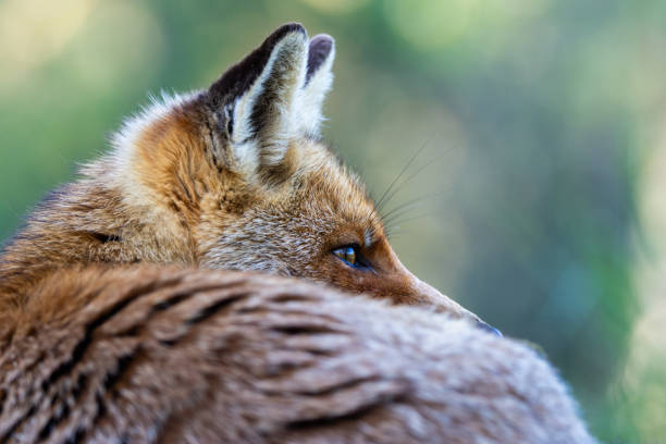 Red Fox... The best of nature in spring