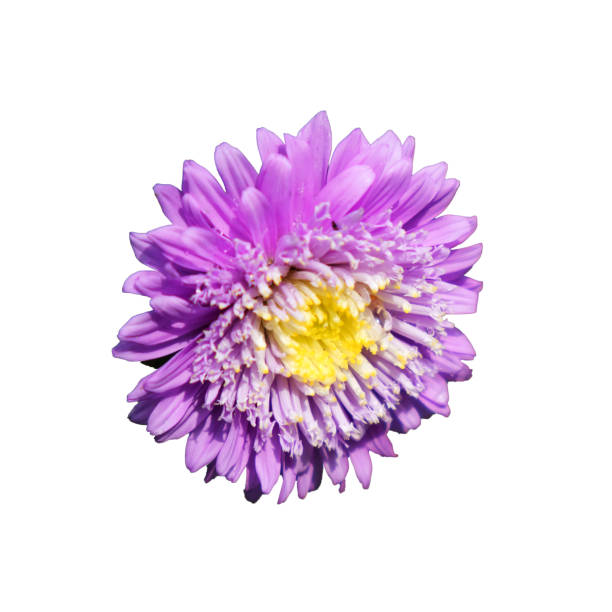 Single chrysanthemum flower on a white background, close-up, isolated.