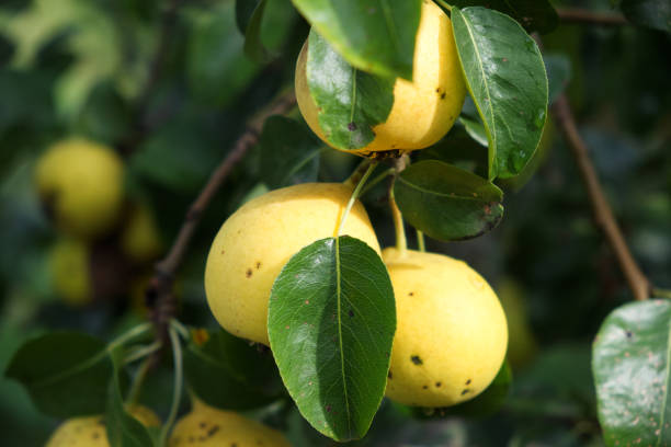 istock Ripe pear fruit on a tree branch, close-up. 2154755324