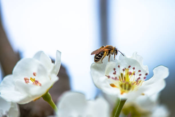 Bee pollinates the flower, extreme close-up macro shot