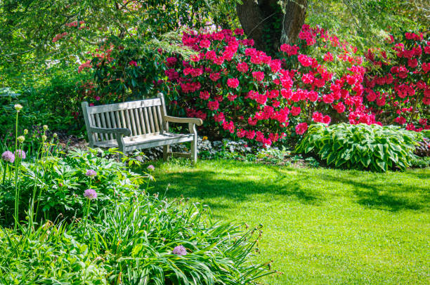 Cape Cod Rhododendron 2,200+ Cape Cod Garden Stock Photos, Pictures & Royalty-Free Images ...