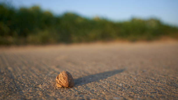istock A single walnut shell centered on textured ground, likely asphalt, against a blurred natural background in a rural or park setting, creating an interesting contrast. 2154758064