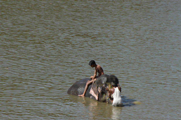 Rajasthan, India - March 03, 2006: Young people washing their elephant in the waters of Lake Amber Fort just outside the city of Jaipur