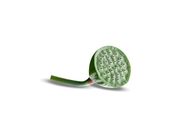 lotus seeds are used in asian cuisine and traditional medicine.