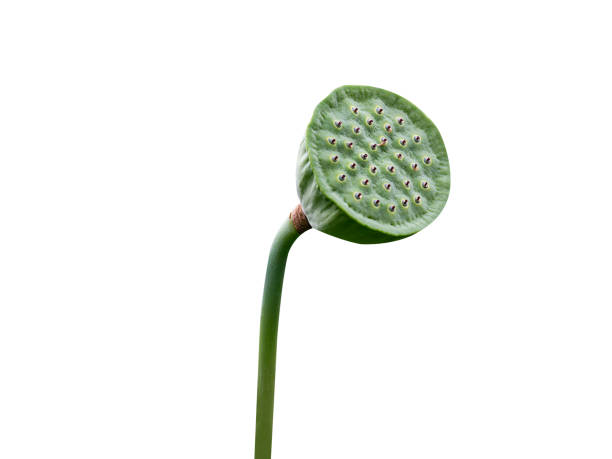 lotus seeds are used in asian cuisine and traditional medicine.
