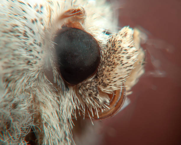 istock Moth head close up, macro photo 2154762688