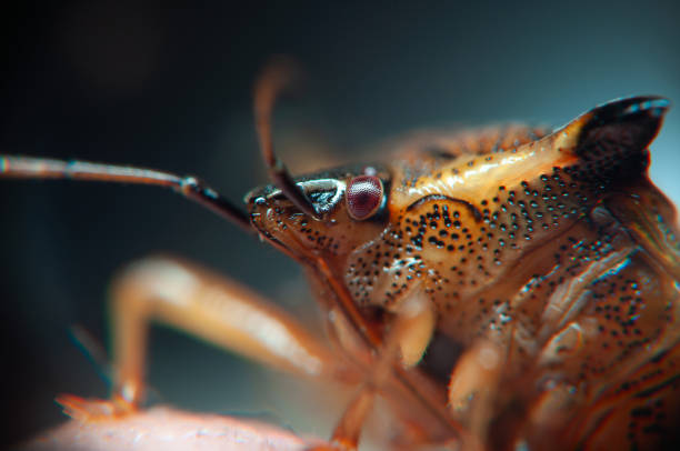 Close-up of Coreus marginatus in Nature .