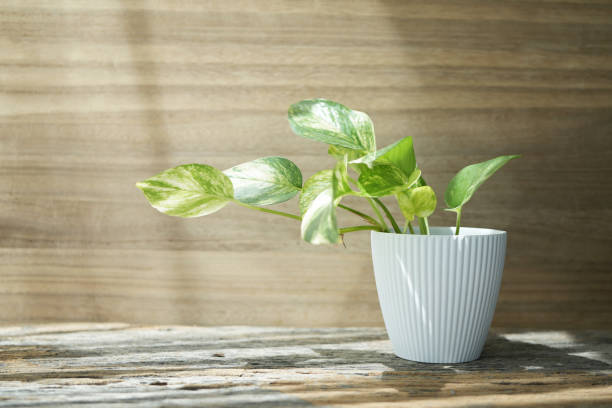 Free Stock Photo of Potted Plant on Wooden Table | Download Free Images ...