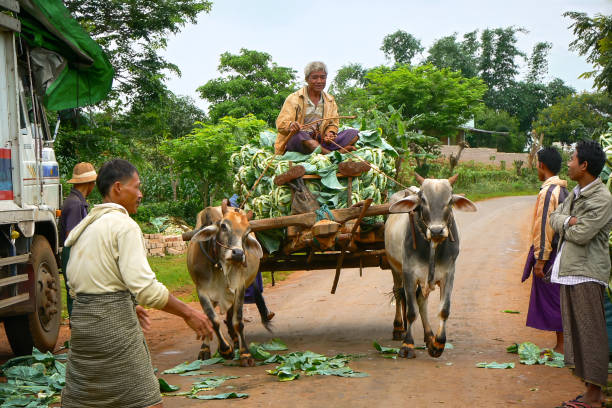 Pindaya, Myanmar, Burma - July 19, 2008: local Burmese farmer on top of pile of cauliflowers pulled by oxen span taking harvest to trucks that transport vegetables to market