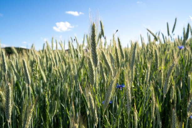 istock Green unripe barley in summer 2154767803