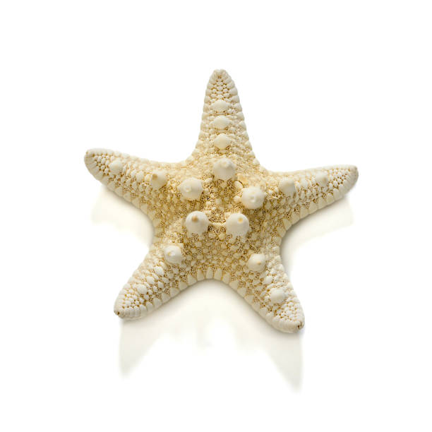 istock Starfish isolated on white background. 2154768890