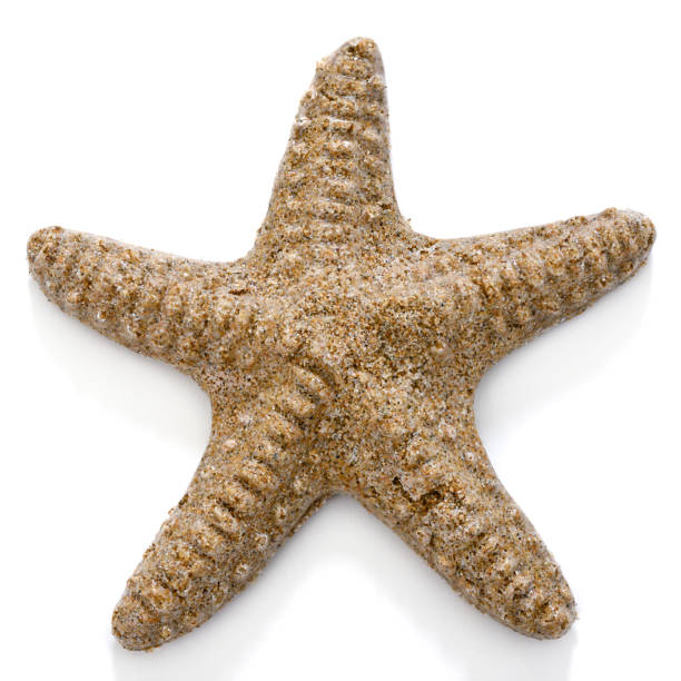 istock Starfish made of sand isolated on white background 2154768892