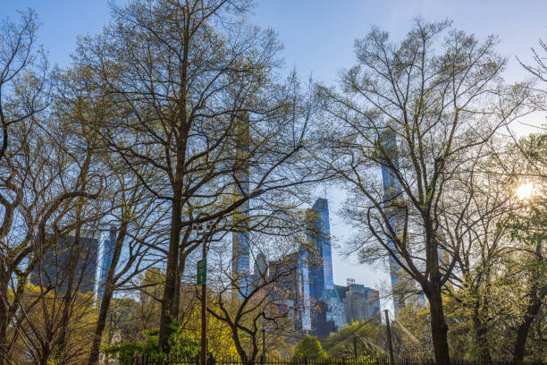 New York. USA. 0fro4.2024. Scenic outlook from Central Park, framed by spring tree branches, witch view of the towering skyscrapers of Manhattan.
