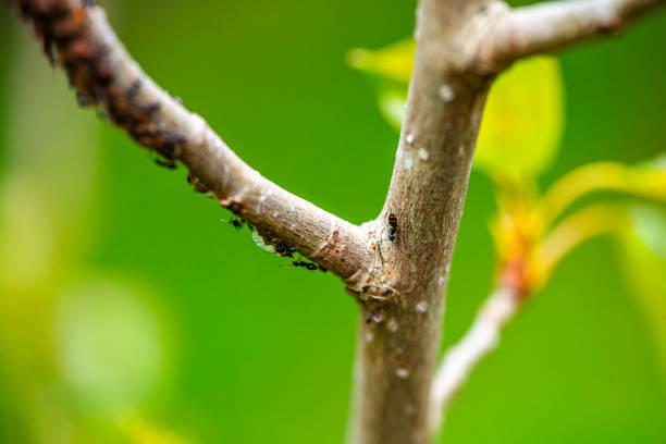 istock Microcosm in Motion: Macro Details of Tree Branch with Walking Ants 2154769315