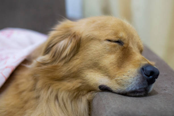 Golden retriever dog sleeping peacefully on the couch