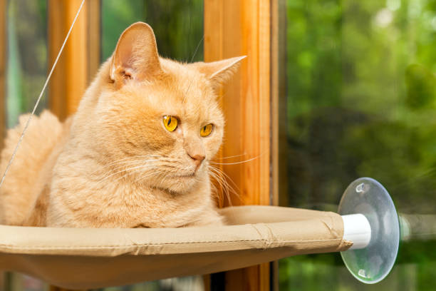 istock red cat lies on a hanging bed 2154770893