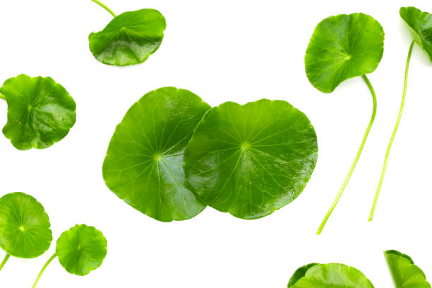 istock Fresh centella asiatica leaves. Gotu kola herb plant 2154771325