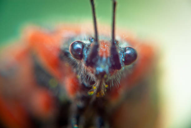 Extreme close-up view focusing on the intricate details of a butterflys eyes and antennae.
