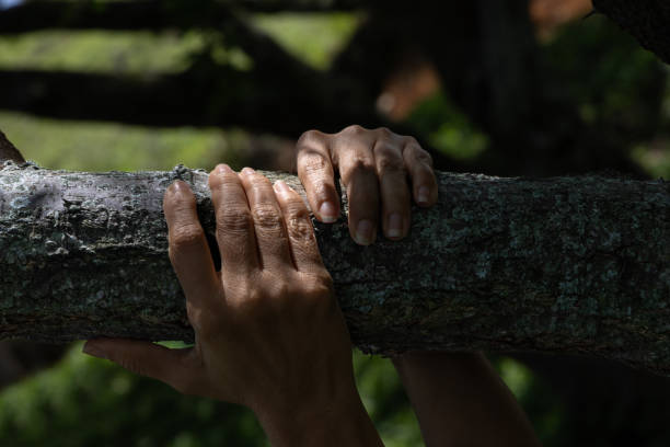 Child hand on old tree stump.