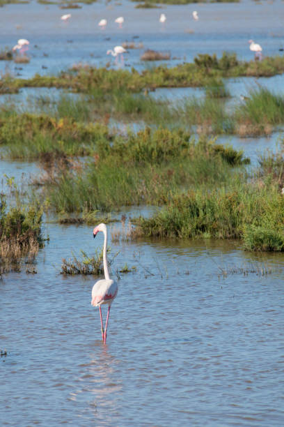 istock Pink flamingo migration to Spain 2154773347