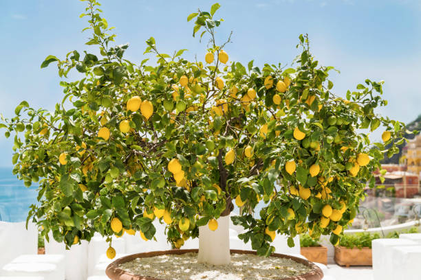 istock Lemon tree in a pot on terrace  on Amalfi coast 2154775512