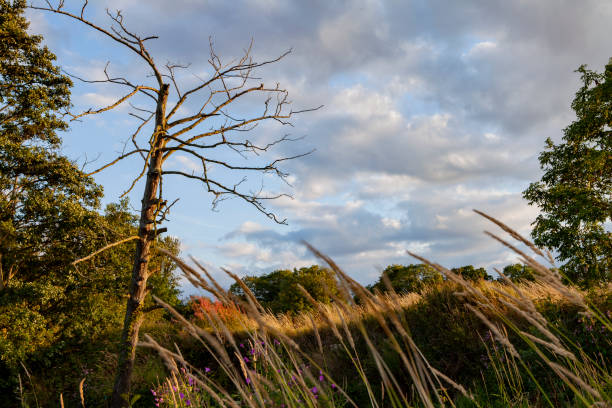 Wild grasses and weeds on a damp grey Autumn day in Hayle, Cornwall.