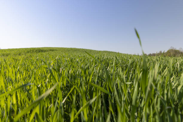 istock a green wheat field in the spring season 2154775973