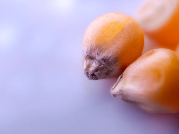 Two grains of corn with white background