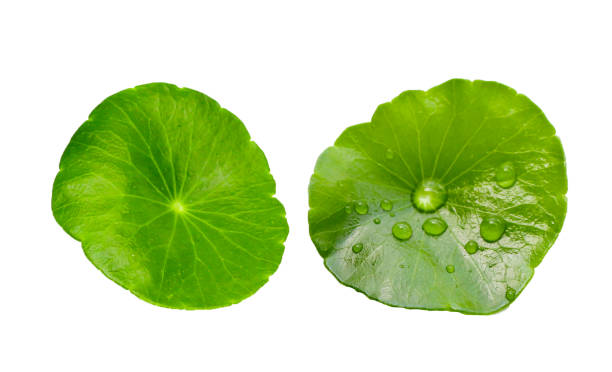 istock Fresh centella asiatica leaves. Gotu kola herb plant 2154777248