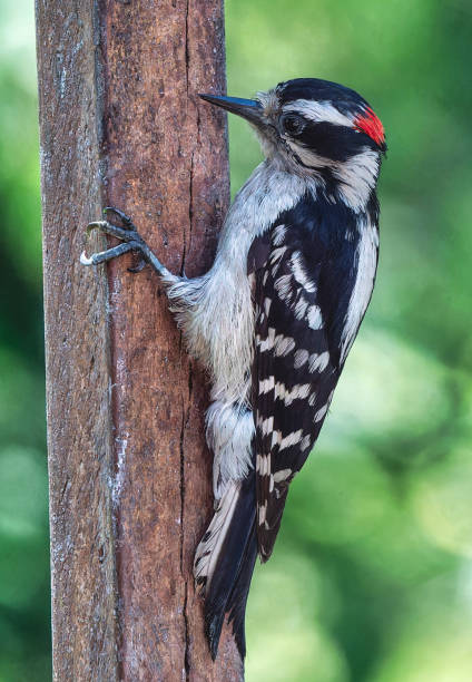 istock A Downy Woodpecker on the Peanut Butter bird feeder 2154778281