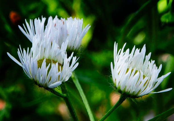 Aster