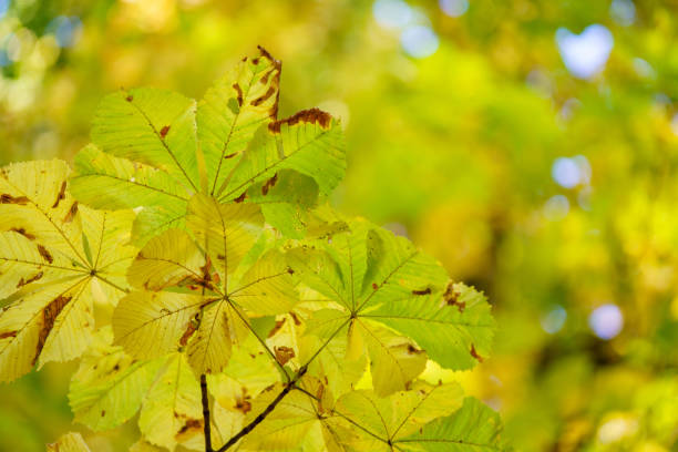 Autumn colorful leaves on oak branch for background.