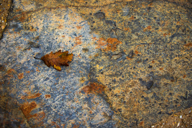 Autumn leaves on the stone