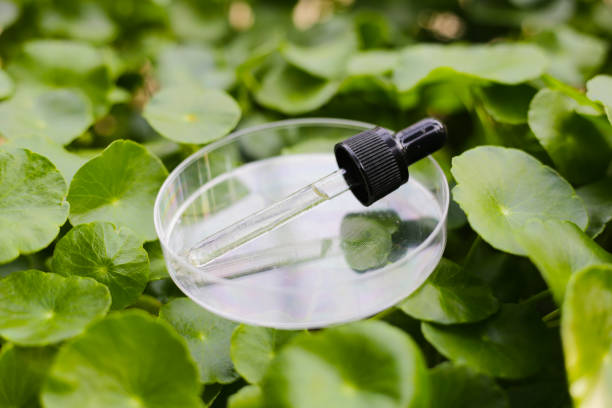 istock Centella asiatica (gotu kola). Fresh green leaves herb background. 2154778787